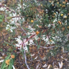 Hakea decurrens subsp. decurrens at O'Connor, ACT - 2 Oct 2021