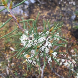 Hakea decurrens subsp. decurrens at O'Connor, ACT - 2 Oct 2021