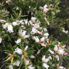 Lissanthe strigosa subsp. subulata at O'Connor, ACT - 2 Oct 2021