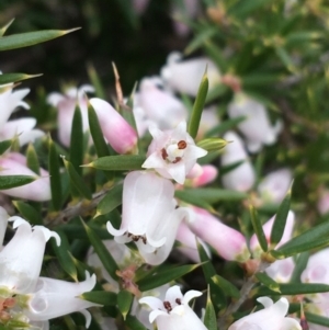 Lissanthe strigosa subsp. subulata at O'Connor, ACT - 2 Oct 2021