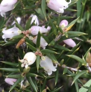 Lissanthe strigosa subsp. subulata at O'Connor, ACT - 2 Oct 2021