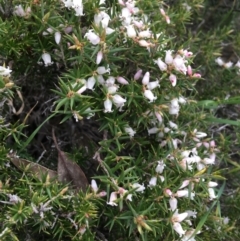 Lissanthe strigosa subsp. subulata at O'Connor, ACT - 2 Oct 2021