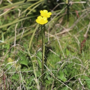 Ranunculus lappaceus at Rendezvous Creek, ACT - 6 Oct 2021 11:39 AM