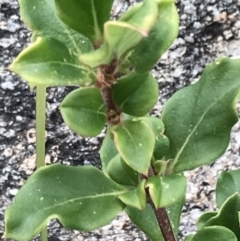 Coprosma hirtella at Tennent, ACT - 3 Oct 2021