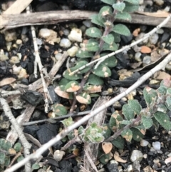 Oxylobium ellipticum (Common Shaggy Pea) at Tennent, ACT - 3 Oct 2021 by Tapirlord