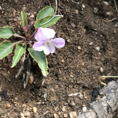 Viola betonicifolia subsp. betonicifolia (Arrow-Leaved Violet) at Tennent, ACT - 3 Oct 2021 by Tapirlord