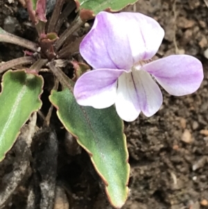 Viola betonicifolia subsp. betonicifolia at Tennent, ACT - 3 Oct 2021