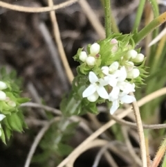 Asperula scoparia at Tennent, ACT - 3 Oct 2021