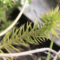 Asperula scoparia at Tennent, ACT - 3 Oct 2021