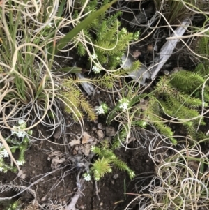 Asperula scoparia at Tennent, ACT - 3 Oct 2021