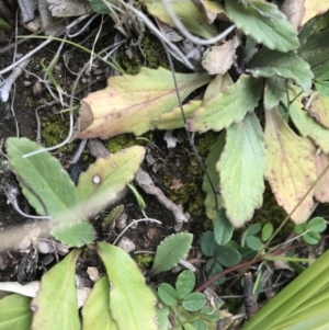 Ajuga australis at Tennent, ACT - 3 Oct 2021