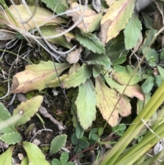 Ajuga australis at Tennent, ACT - 3 Oct 2021