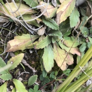 Ajuga australis at Tennent, ACT - 3 Oct 2021 12:31 PM