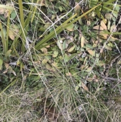 Ajuga australis at Tennent, ACT - 3 Oct 2021 12:31 PM