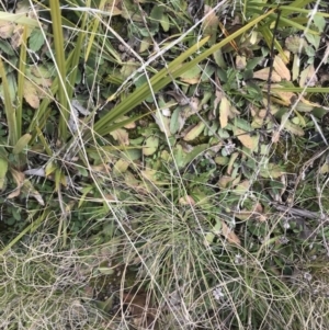 Ajuga australis at Tennent, ACT - 3 Oct 2021