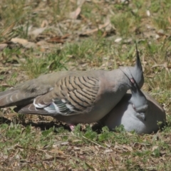 Ocyphaps lophotes at Conder, ACT - 28 Sep 2021 12:50 PM