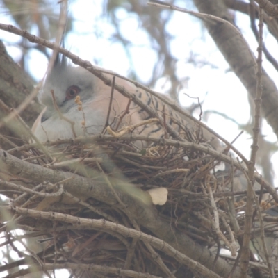 Ocyphaps lophotes (Crested Pigeon) at Conder, ACT - 2 Oct 2021 by MichaelBedingfield