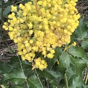 Berberis aquifolium at Tennent, ACT - 3 Oct 2021 03:53 PM