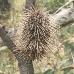 Banksia marginata (Silver Banksia) at Tennent, ACT - 3 Oct 2021 by Tapirlord