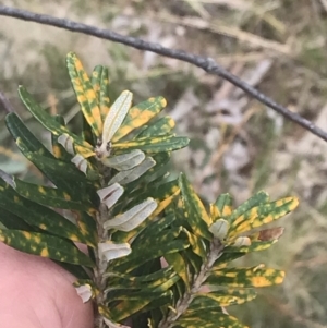 Banksia marginata at Tennent, ACT - 3 Oct 2021 03:50 PM