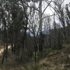 Banksia marginata at Tennent, ACT - 3 Oct 2021 03:50 PM