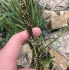 Carex appressa (Tall Sedge) at Tennent, ACT - 3 Oct 2021 by Tapirlord