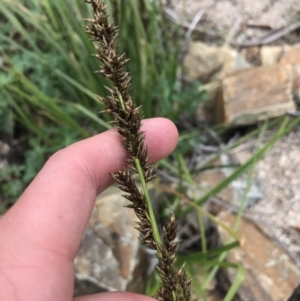 Carex appressa at Tennent, ACT - 3 Oct 2021 03:34 PM