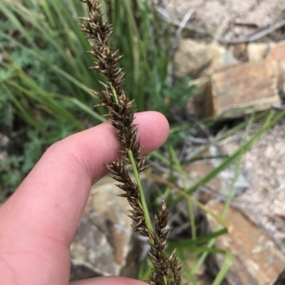 Carex appressa (Tall Sedge) at Tennent, ACT - 3 Oct 2021 by Tapirlord