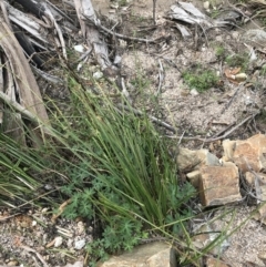 Carex appressa at Tennent, ACT - 3 Oct 2021 03:34 PM