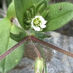 Cerastium vulgare at Tennent, ACT - 3 Oct 2021 03:34 PM