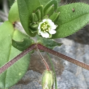 Cerastium vulgare at Tennent, ACT - 3 Oct 2021 03:34 PM