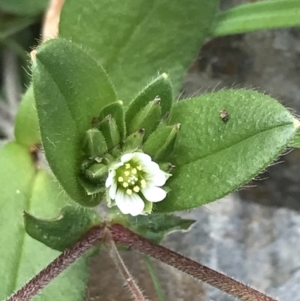 Cerastium vulgare at Tennent, ACT - 3 Oct 2021