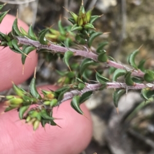 Pultenaea procumbens at Tennent, ACT - 3 Oct 2021