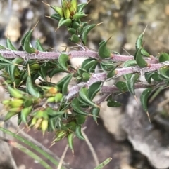 Pultenaea procumbens at Tennent, ACT - 3 Oct 2021