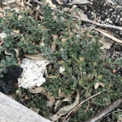 Oxylobium ellipticum (Common Shaggy Pea) at Tennent, ACT - 3 Oct 2021 by Tapirlord