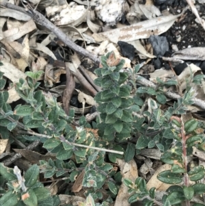 Oxylobium ellipticum at Tennent, ACT - 3 Oct 2021