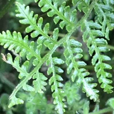 Pteris tremula (Tender Brake) at Tennent, ACT - 3 Oct 2021 by Tapirlord