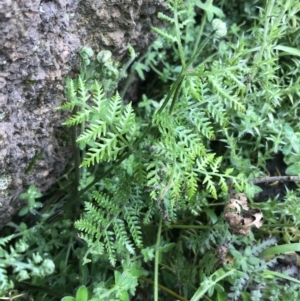 Pteris tremula at Tennent, ACT - 3 Oct 2021