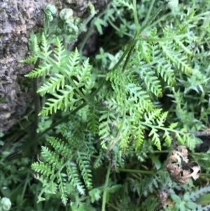 Pteris tremula at Tennent, ACT - 3 Oct 2021 12:55 PM