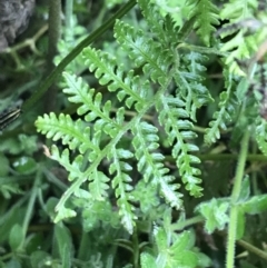 Pteris tremula at Tennent, ACT - 3 Oct 2021 12:55 PM