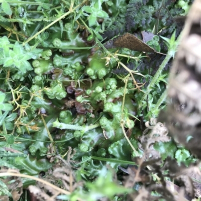 Marchantia sp. (genus) (A Liverwort) at Tennent, ACT - 3 Oct 2021 by Tapirlord