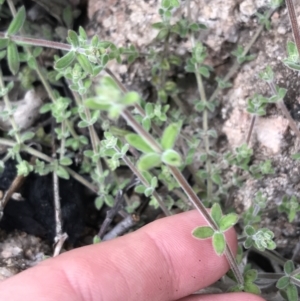 Galium polyanthum at Tennent, ACT - 3 Oct 2021 12:53 PM