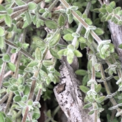 Galium polyanthum at Tennent, ACT - 3 Oct 2021 12:53 PM