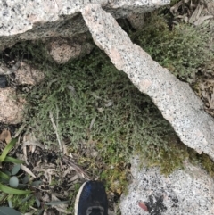 Galium polyanthum at Tennent, ACT - 3 Oct 2021