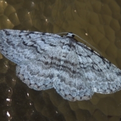 Psilosticha absorpta (Fine-waved Bark Moth) at Pollinator-friendly garden Conder - 2 Oct 2021 by michaelb