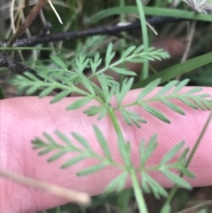 Oreomyrrhis eriopoda at Tennent, ACT - 3 Oct 2021