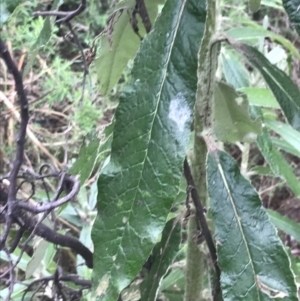 Bedfordia arborescens at Tennent, ACT - 3 Oct 2021