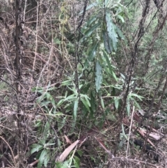 Bedfordia arborescens at Tennent, ACT - 3 Oct 2021