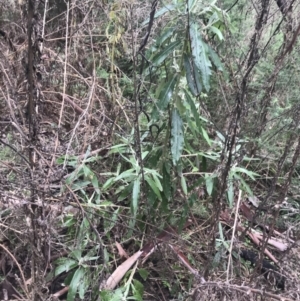 Bedfordia arborescens at Tennent, ACT - 3 Oct 2021