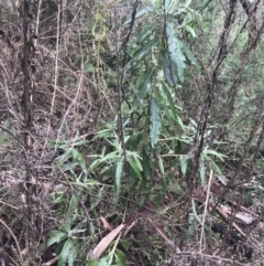 Bedfordia arborescens at Tennent, ACT - 3 Oct 2021